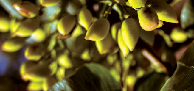 pistachiofoto